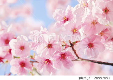 桜 青空 満開 咲く 春イメージ 20997091