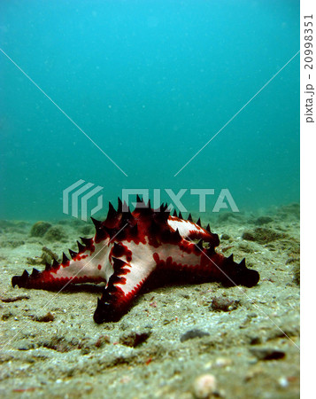 thorny sea star 20998351