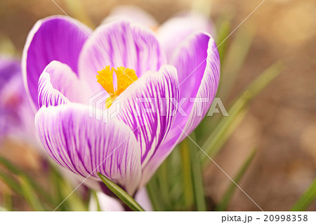 クロッカス 20998358