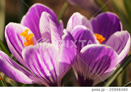 クロッカス 20998360