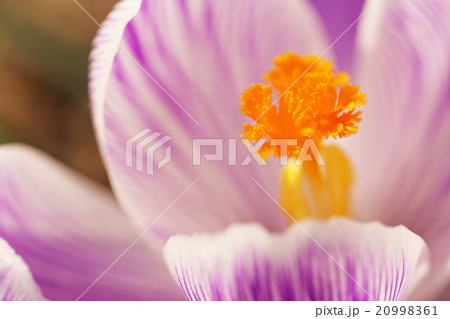 クロッカス 20998361