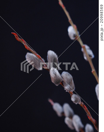 ねこやなぎ ねこやなぎ 20998569