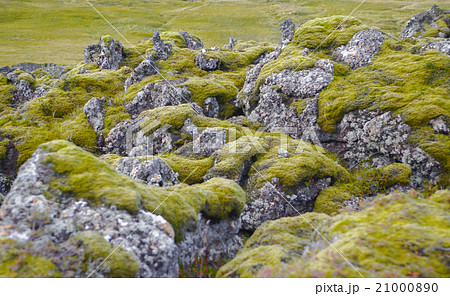 Mossy Lava,green grass, Thingvellir,Iceland Mossy Lava,green grass, Thingvellir,Iceland 21000890