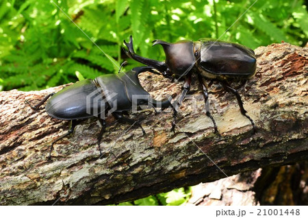 国産オオクワガタVS国産カブトムシの森でのバトル 国産オオクワガタVS国産カブトムシの森でのバトル 21001448