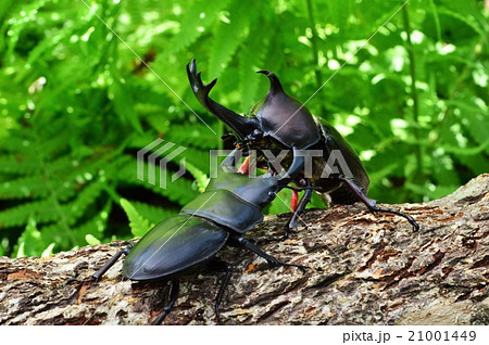 国産オオクワガタVS国産カブトムシの森でのバトル 21001449