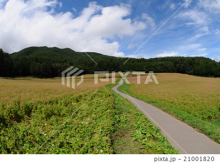 青空の下 赤蕎麦畑の中に一本道 青空の下 赤蕎麦畑の中に一本道 21001820