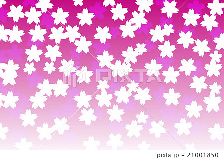 背景素材壁紙 フラワー 桜の花 サクラ さくら 東洋 日本 入学式 卒業式 淡い ぼかし 光 装飾のイラスト素材