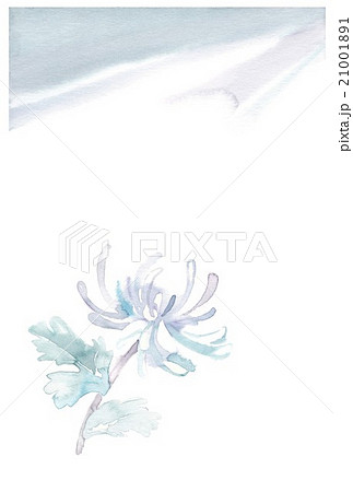 菊、木漏れ日 21001891