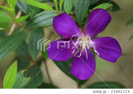 自然 植物 シコンノボタン 南の島では一年中紫色の美しい花を次々と咲かせますの写真素材