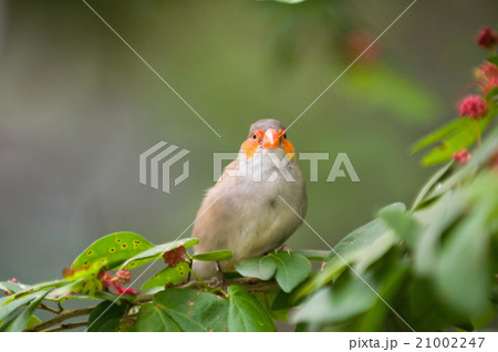 Finch on a tree Finch on a tree 21002247