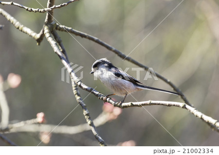 エナガ 21002334