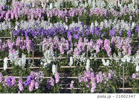 花畑のストック 21002347