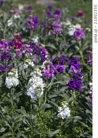 花畑のストック 21002350