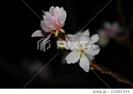 快晴開花 21002541
