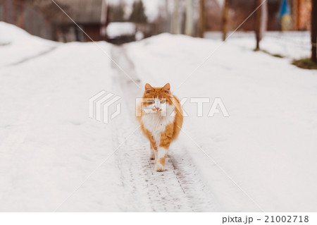 Portrait of homeless cat looking at camera 21002718