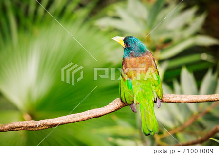 Exotic colorful bird sitting on a branch Exotic colorful bird sitting on a branch 21003009