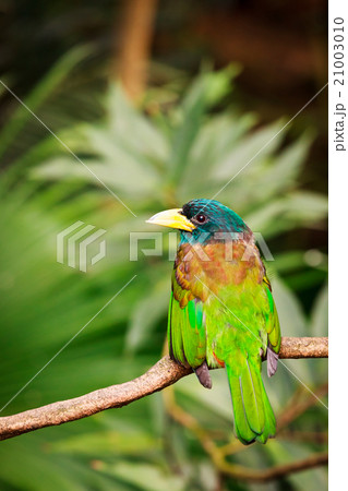Exotic colorful bird sitting on a branch Exotic colorful bird sitting on a branch 21003010