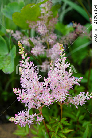 可愛いピンクのアスチルベの写真素材 可愛いピンクのアスチルベの写真素材