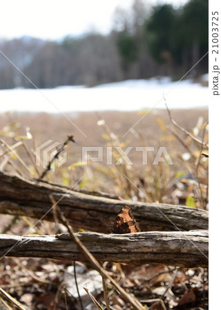 越冬から目覚めたヒオドシチョウ：長野県北アルプス山麓大町市常盤 2015.3.16- 229背景雪 21003725