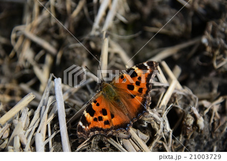 越冬から目覚めたヒオドシチョウ：長野県北アルプス山麓松川村2015.3.16-104 21003729