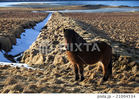 Brown icelandic pony on a meadow Brown icelandic pony on a meadow 21004534