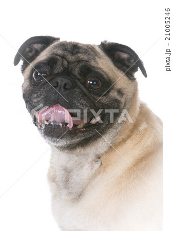 mixed breed dog mixed breed dog 21005246