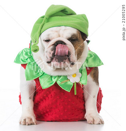 dog wearing strawberry costume 21005295