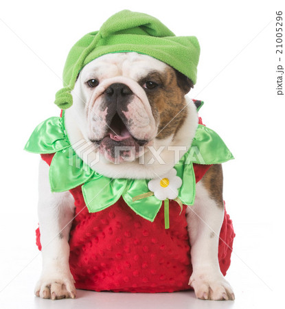 dog wearing strawberry costume dog wearing strawberry costume 21005296