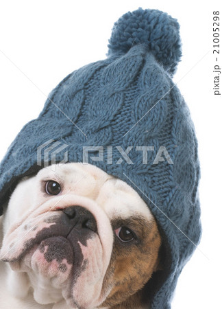 dog dressed for winter dog dressed for winter 21005298