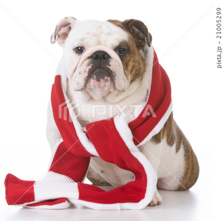 dog dressed for winter 21005299