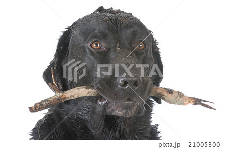 dog retrieving a stick 21005300