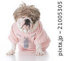 female english bulldog 21005305