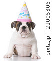 birthday bulldog puppy 21005306