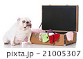 dog with suitcase 21005307