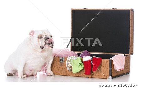 dog with suitcase dog with suitcase 21005307