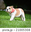english bulldog outside 21005308