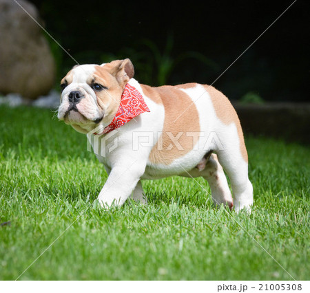 english bulldog outside 21005308