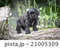american cocker spaniel puppy 21005309