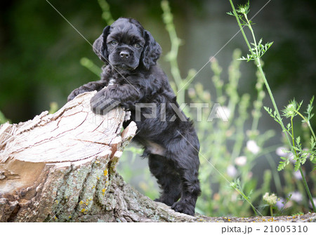 american cocker spaniel puppy 21005310