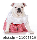 female english bulldog 21005320