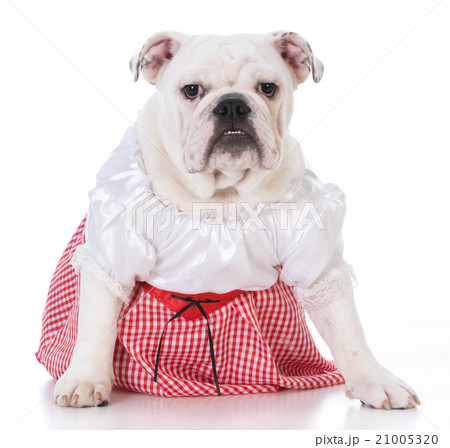 female english bulldog 21005320