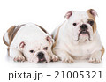 mother and daughter dogs 21005321
