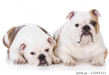 mother and daughter dogs 21005321