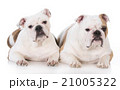 mother and daughter dogs 21005322