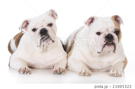 mother and daughter dogs 21005322