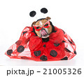 dog dressed like a ladybug 21005326
