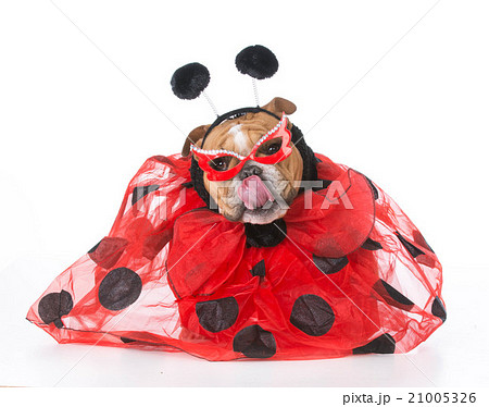 dog dressed like a ladybug dog dressed like a ladybug 21005326