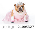 dog dressed like a ballerina 21005327
