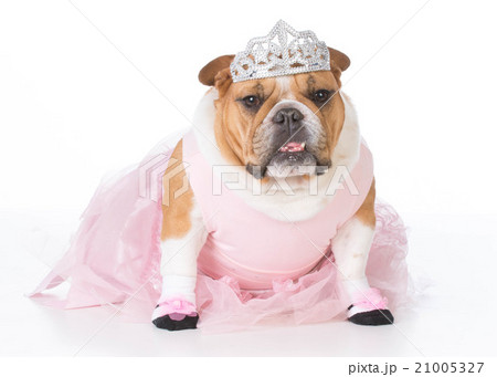 dog dressed like a ballerina 21005327