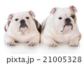 mother and daughter bulldogs 21005328